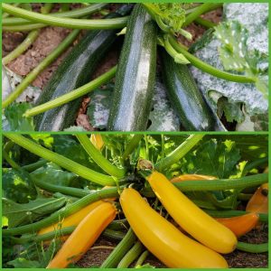 2 Different Color Varieties Zucchini Seeds Packets