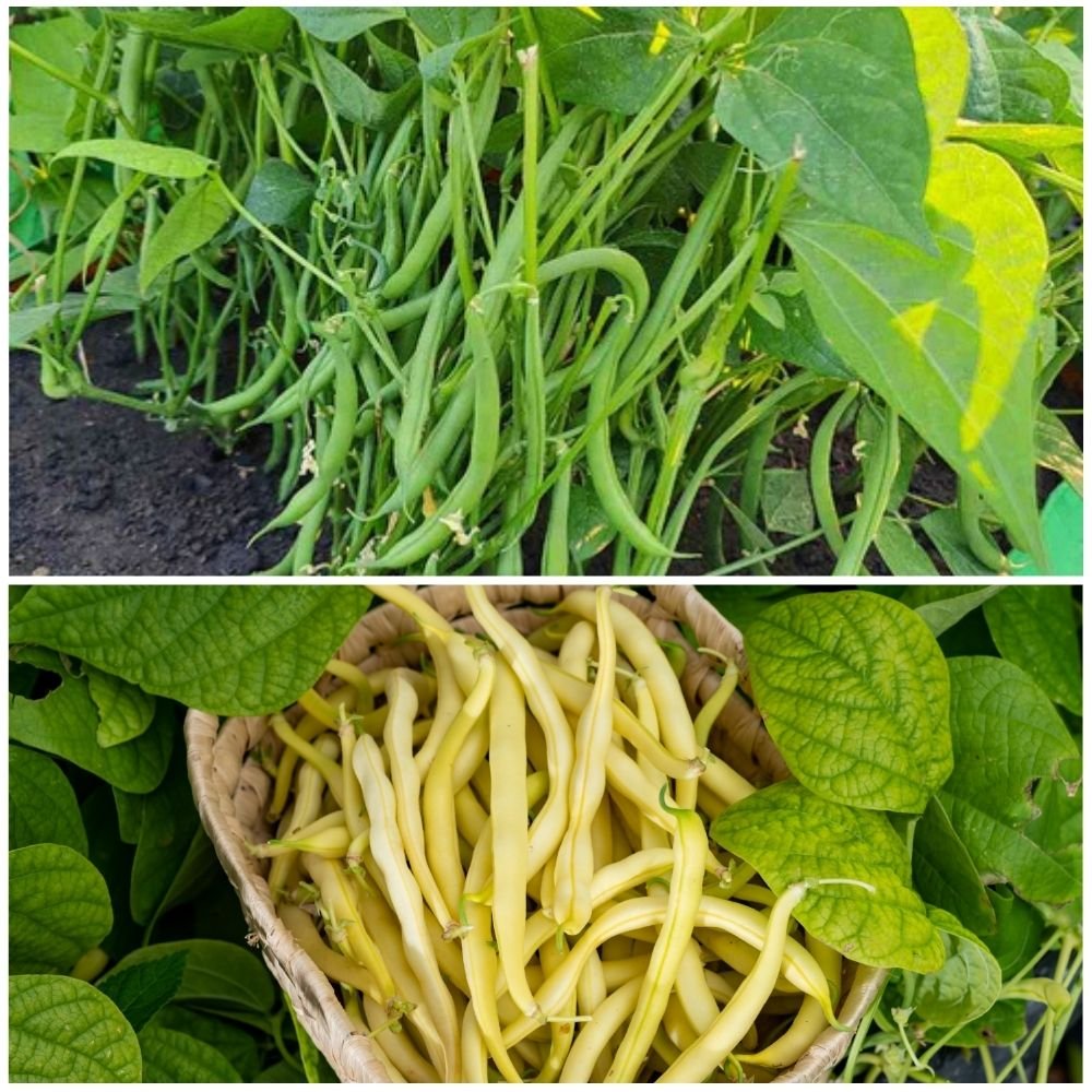 2 Different Varieties French Beans Seeds Combo Pack