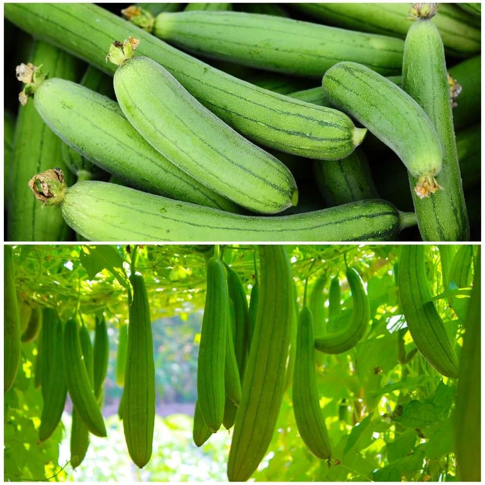 2 Different Varieties Sponge gourd Seeds Combo Pack