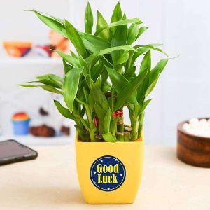 2 Layer Lucky Bamboo Plant for Someone You Care