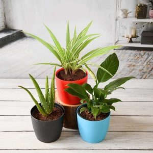 3 Best Plants Indoor to Beat the Air Pollution