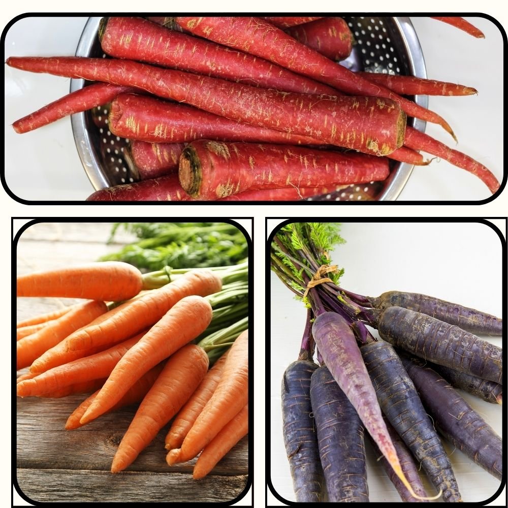 3 Different Color Varieties Carrot Seeds Combo Pack