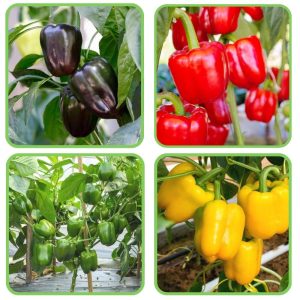 4 Different Color Capsicum Hybrid Seeds Packet