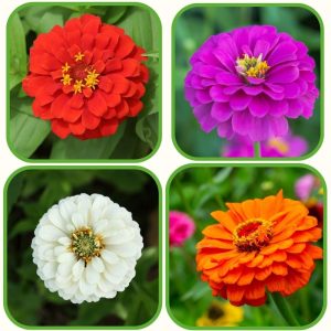 4 Different Color Varieties of Zinnia Seeds Combo Pack