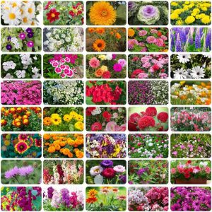 40 Variety of Flowers Seeds kit With High Germination Rate