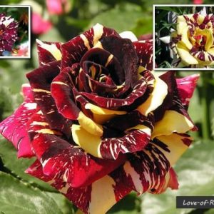 Abracadabra Rose Plant for Sale Online