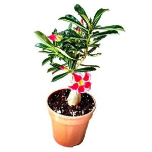 Adenium Flower Fairy – Bonsai-Like Outdoor Flower Plant