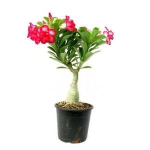 Adenium Phet Mong Kon – Bonsai-Like Outdoor Flower Plant