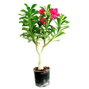 Adenium Pink – Bonsai-Like Outdoor Flower Plant