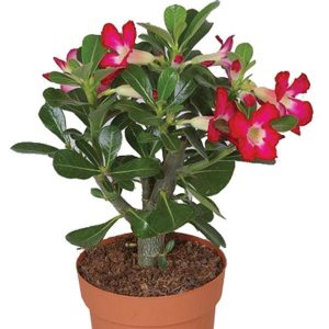 Adenium Pink Mix (Seed Grown) – Hardy Outdoor Flower Plant