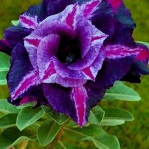 Adenium Plant (Grafted) for Sale | Buy Adenium Online