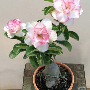Adenium Plant (Grafted) for Sale | Buy Adenium Online