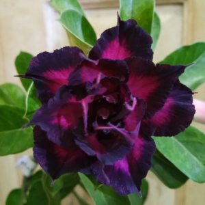 Adenium Plant (Grafted) for Sale | Buy Adenium Online