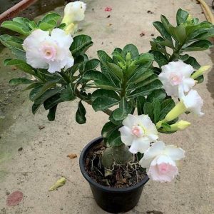 Adenium Plant (Grafted) for Sale | Buy Adenium Online