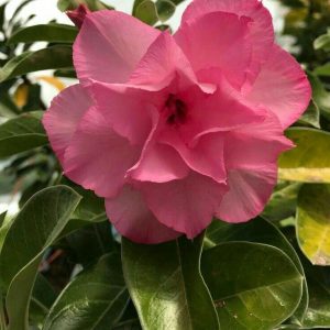 Adenium Plant(Grafted) for Sale | Buy Adenium Online