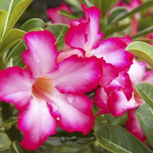 Adenium Plant (Grafted) for Sale | Buy Adenium Online
