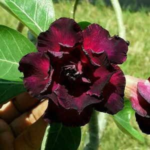 Adenium Plant (Grafted) for Sale | Buy Adenium Online