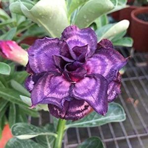 Adenium Plant (Grafted) for Sale | Buy Adenium Online