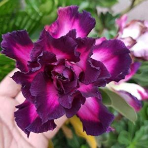 Adenium Plant (Grafted) for Sale | Buy Adenium Online