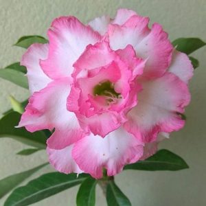 Adenium Plant (Grafted) for Sale | Buy Adenium Online