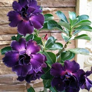 Adenium Plant (Grafted) for Sale | Buy Adenium Online
