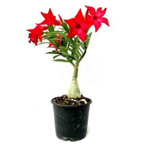 Adenium Red – Bonsai-Like Outdoor Flower Plant