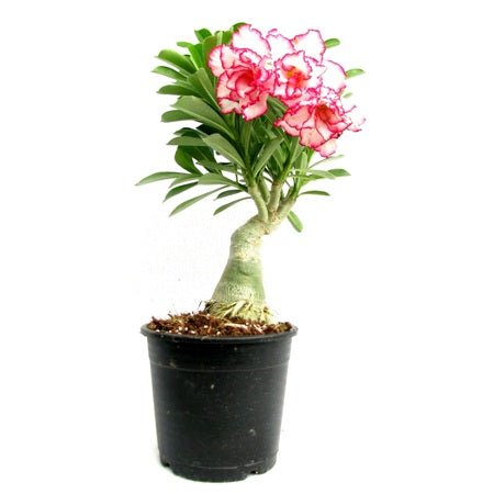 Adenium Red Double – Bonsai-Like Outdoor Flower Plant