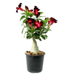 Adenium Velvet Dream – Bonsai-Like Outdoor Flower Plant
