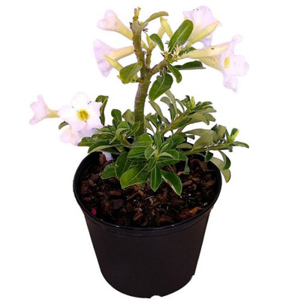 Adenium White (Seed Grown) – Hardy Outdoor Flower Plant