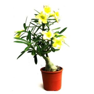 Adenium Yellow Desire – Bonsai-Like Outdoor Flower Plant