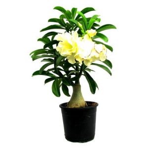 Adenium Yellow Double – Bonsai-Like Outdoor Flower Plant