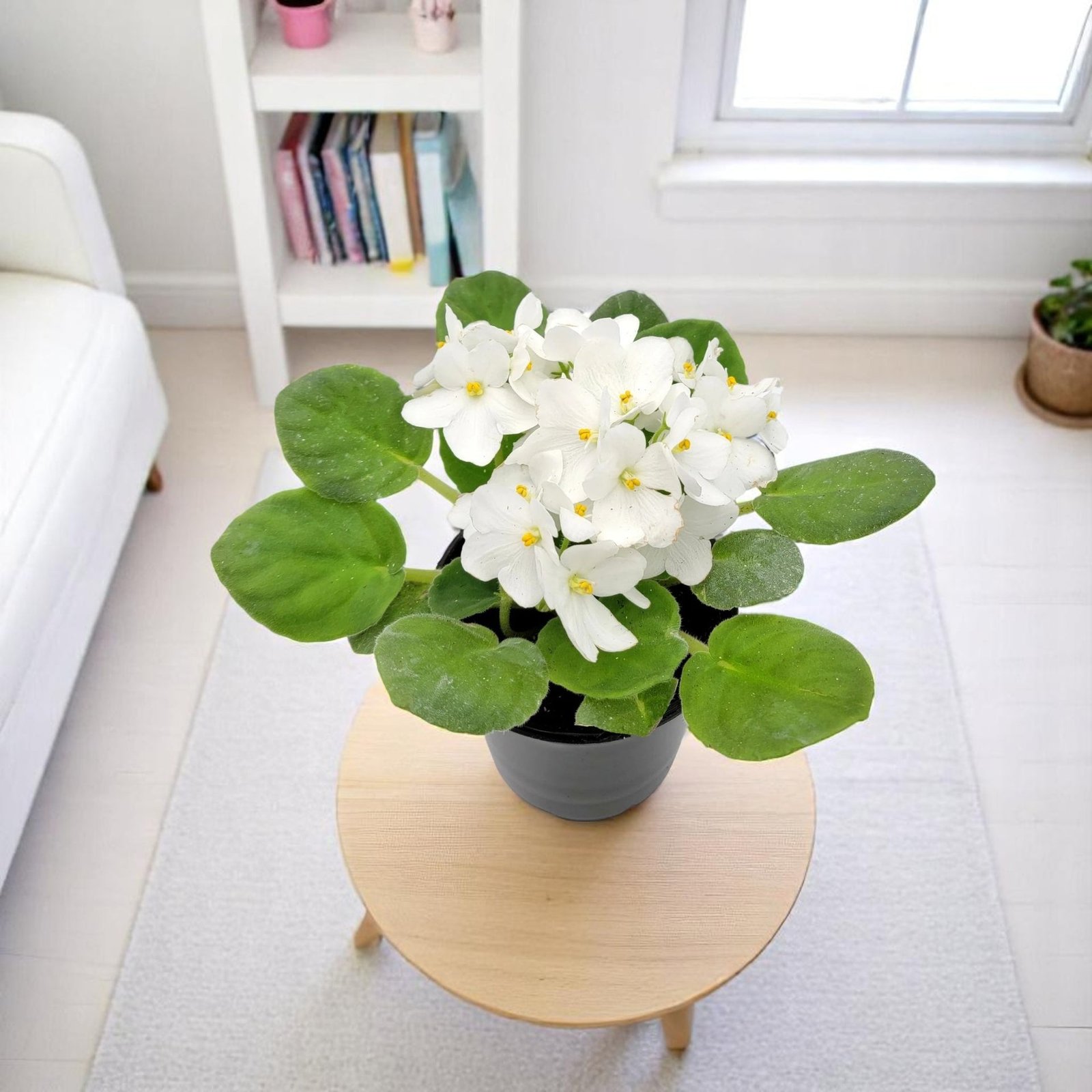 African Violet White Plant