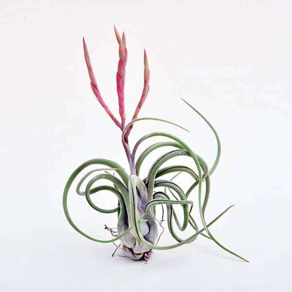Air Plant, Tillandsia caput medusae (Large) - Plant