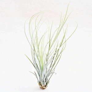 Air Plant, Tillandsia juncifolia (Medium) - Plant