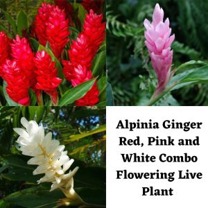 Alpinia Ginger Red, Pink and White Combo Flowering Live Plant