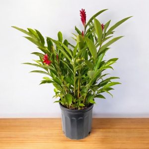 Alpinia Purpurata - Red Ginger Plant, Cone Ginger