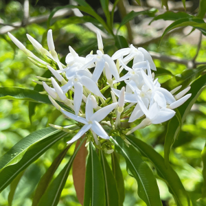 Analivegam (Alstonia venenata) Medicinal Live Plant