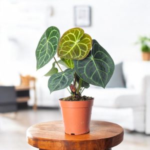 Anthurium Clarinervium Plant