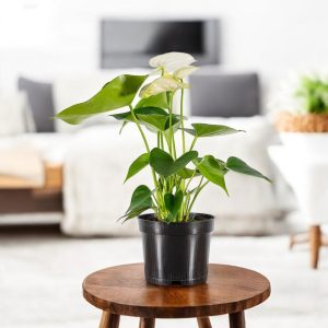Anthurium Plant White - Tailflower Plant | Air Purifier Indoor Plant