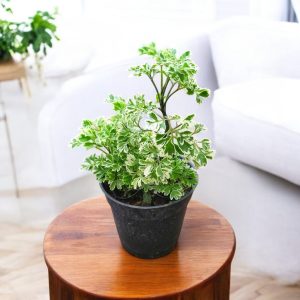 Aralia Ming - Aralia Oak Leaf Plant