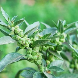 Ashwagandha Seeds - 500 Seeds (अश्वगंधा के बीज)