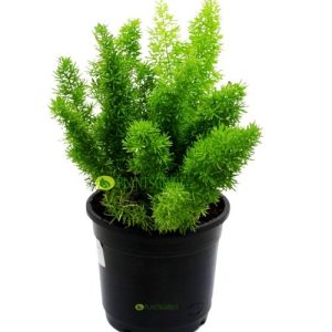 Asparagus Mayerri Plant - Foxtail Fern