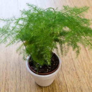 Asparagus Seeds - 50 Seeds (Shatavari/शतावरी के बीज)