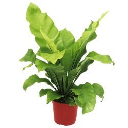 Asplenium Nidus - Bird Nest Fern Plant