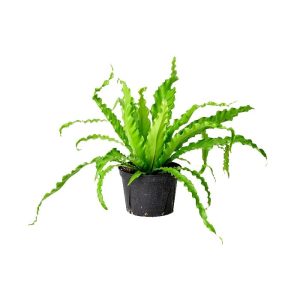 Asplenium Victoria - Asplenium Nidus, Bird Nest Fern Plant