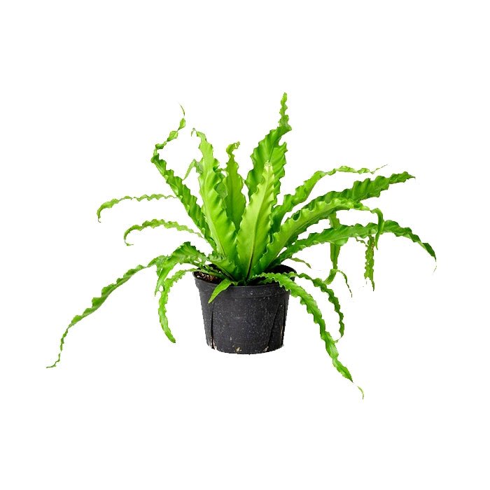 Asplenium Victoria - Asplenium Nidus, Bird Nest Fern Plant
