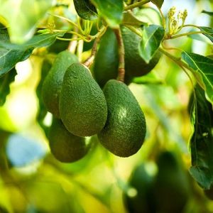 Avocado Grafted Fruit Plant