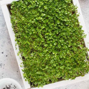 Basil Microgreen Seeds - 10g (Tulsi/तुलसी के बीज)