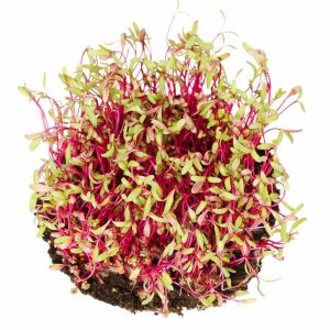 Beetroot Microgreen Seeds (20g)