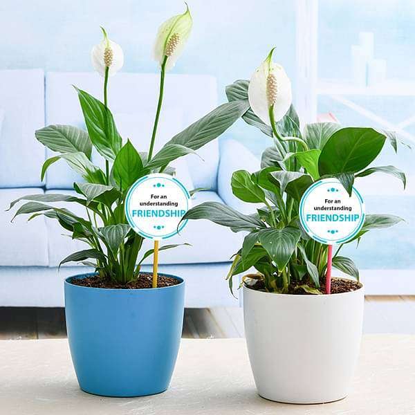 Best 2 Peace lily Plants for our Understanding Friendship
